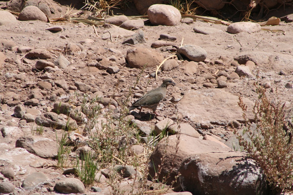 West Peruvian Dove - ML624025414