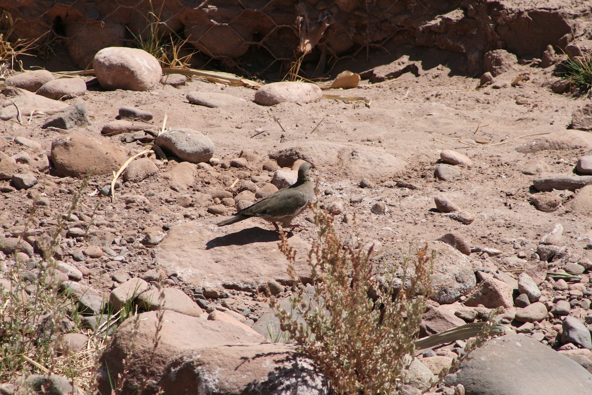 West Peruvian Dove - ML624025418
