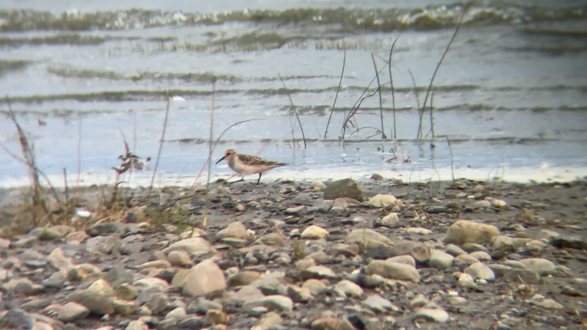 Baird's Sandpiper - ML624025424