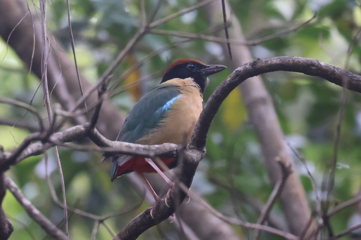 Noisy Pitta - ML624025426