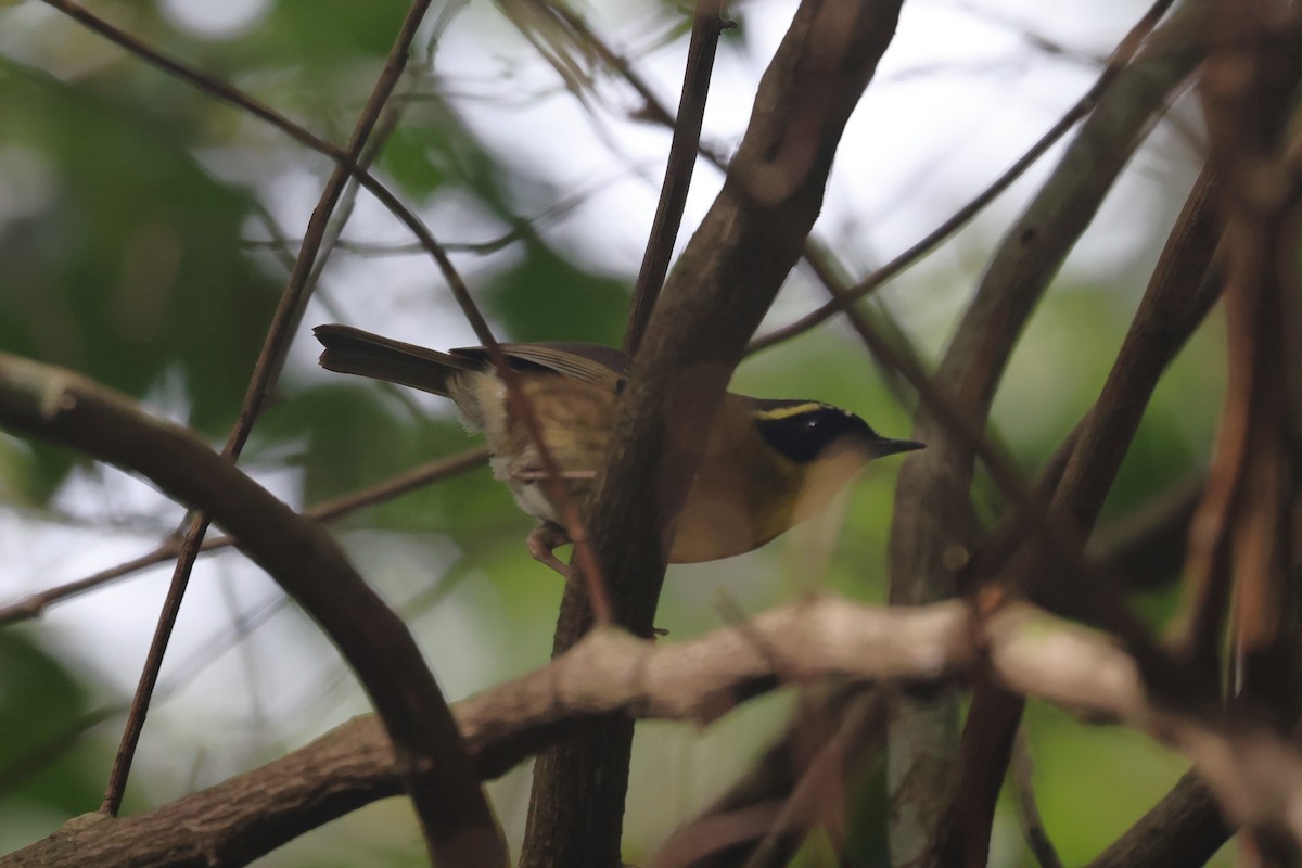 Yellow-throated Scrubwren - ML624025436