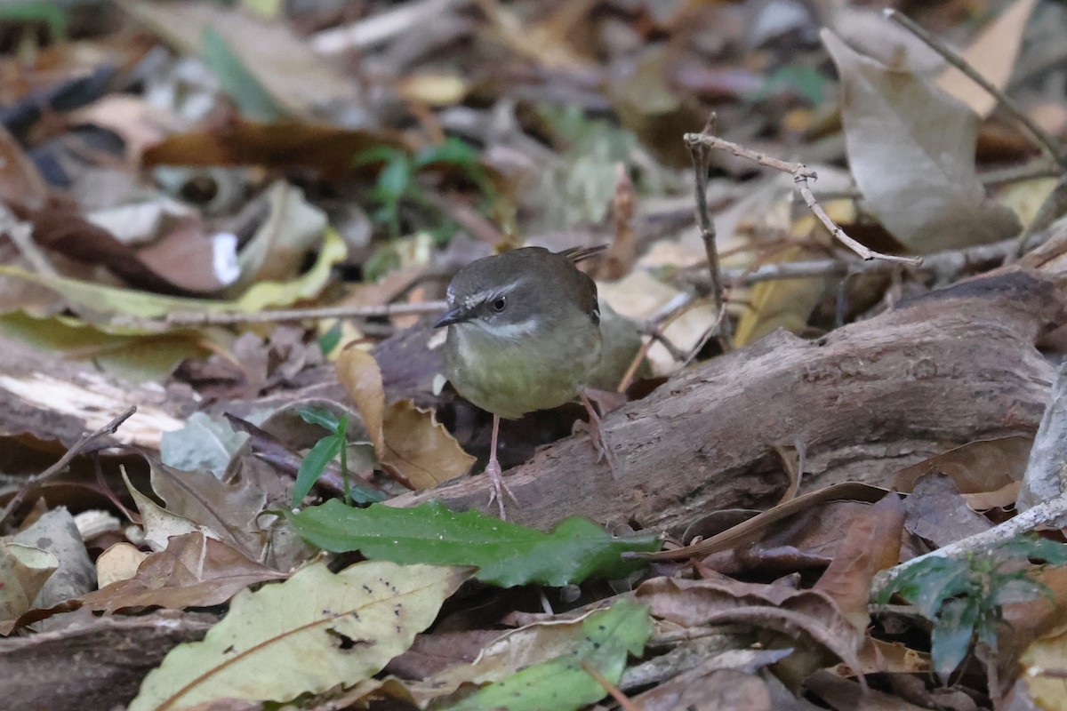 White-browed Scrubwren - ML624025441