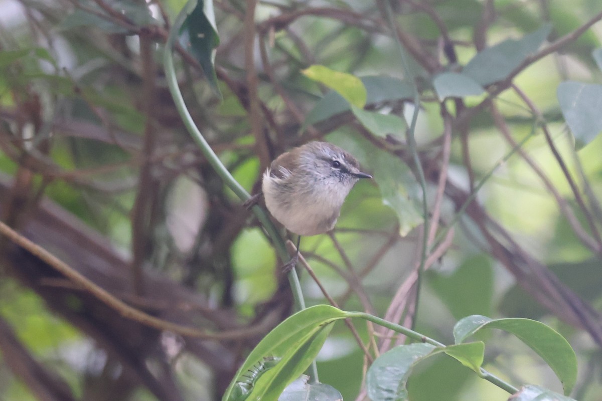 Brown Gerygone - ML624025446