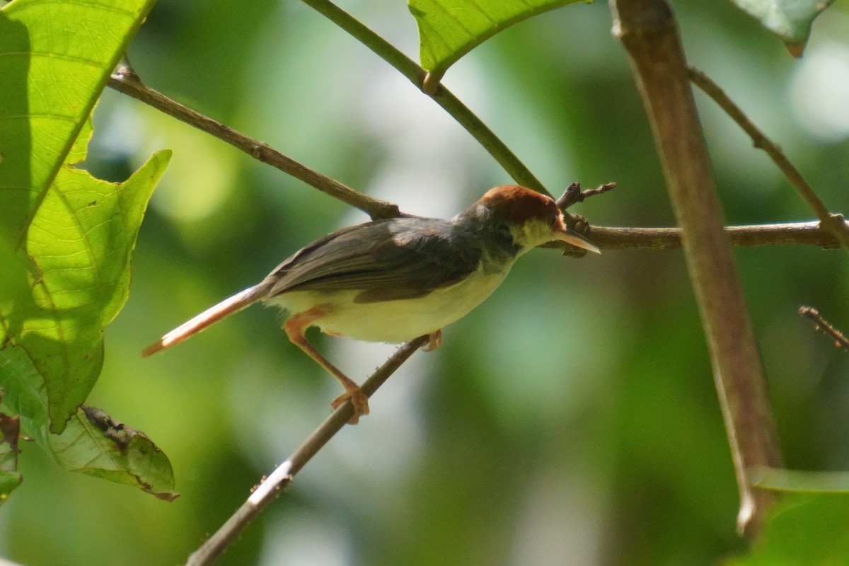 Rufous-tailed Tailorbird - ML624025486