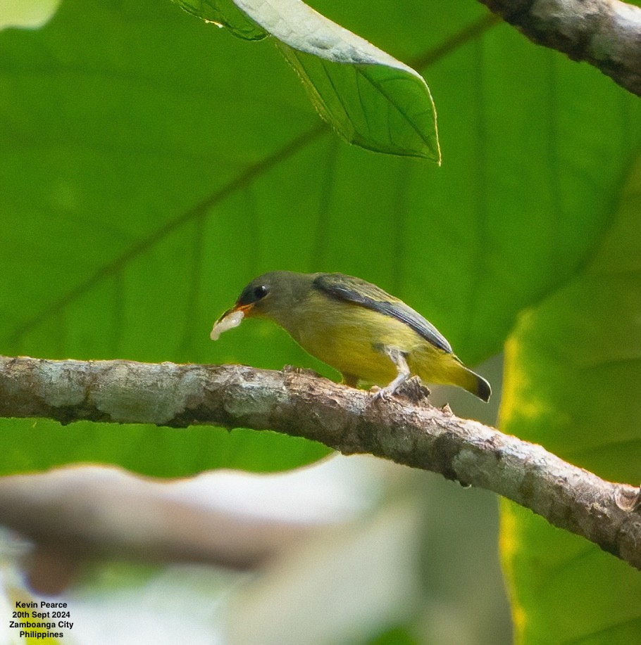 Orange-bellied Flowerpecker - ML624025487