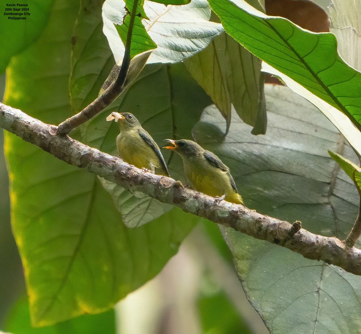 Orange-bellied Flowerpecker - ML624025488