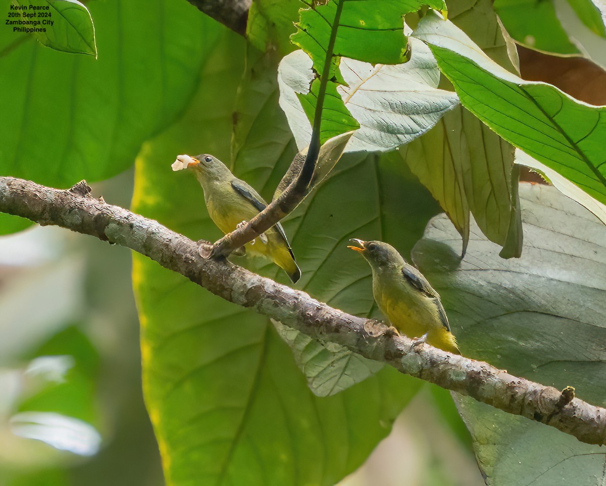 Orange-bellied Flowerpecker - ML624025489