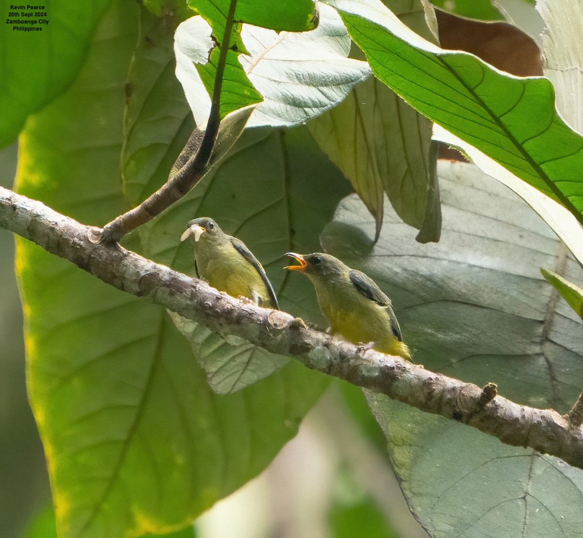 Orange-bellied Flowerpecker - ML624025490