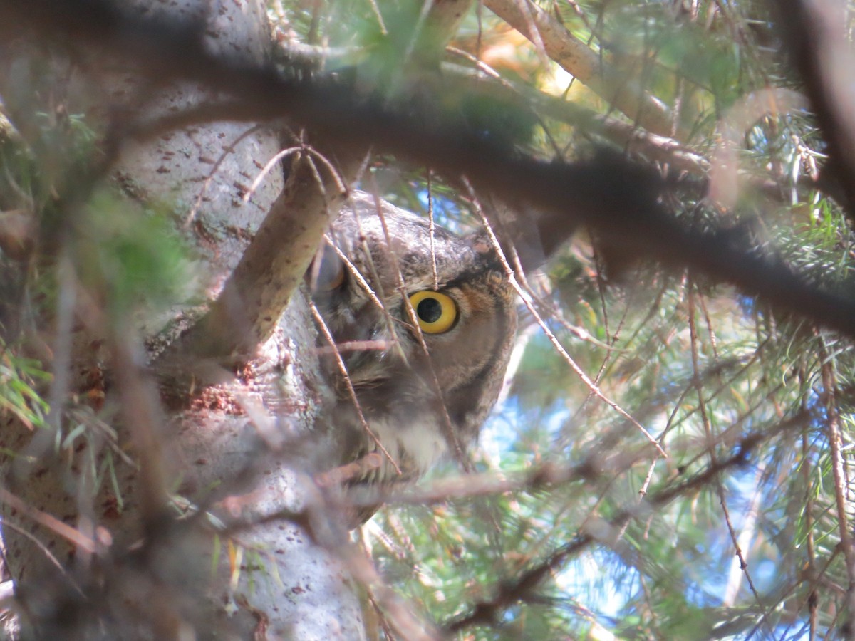 Great Horned Owl - ML624025499