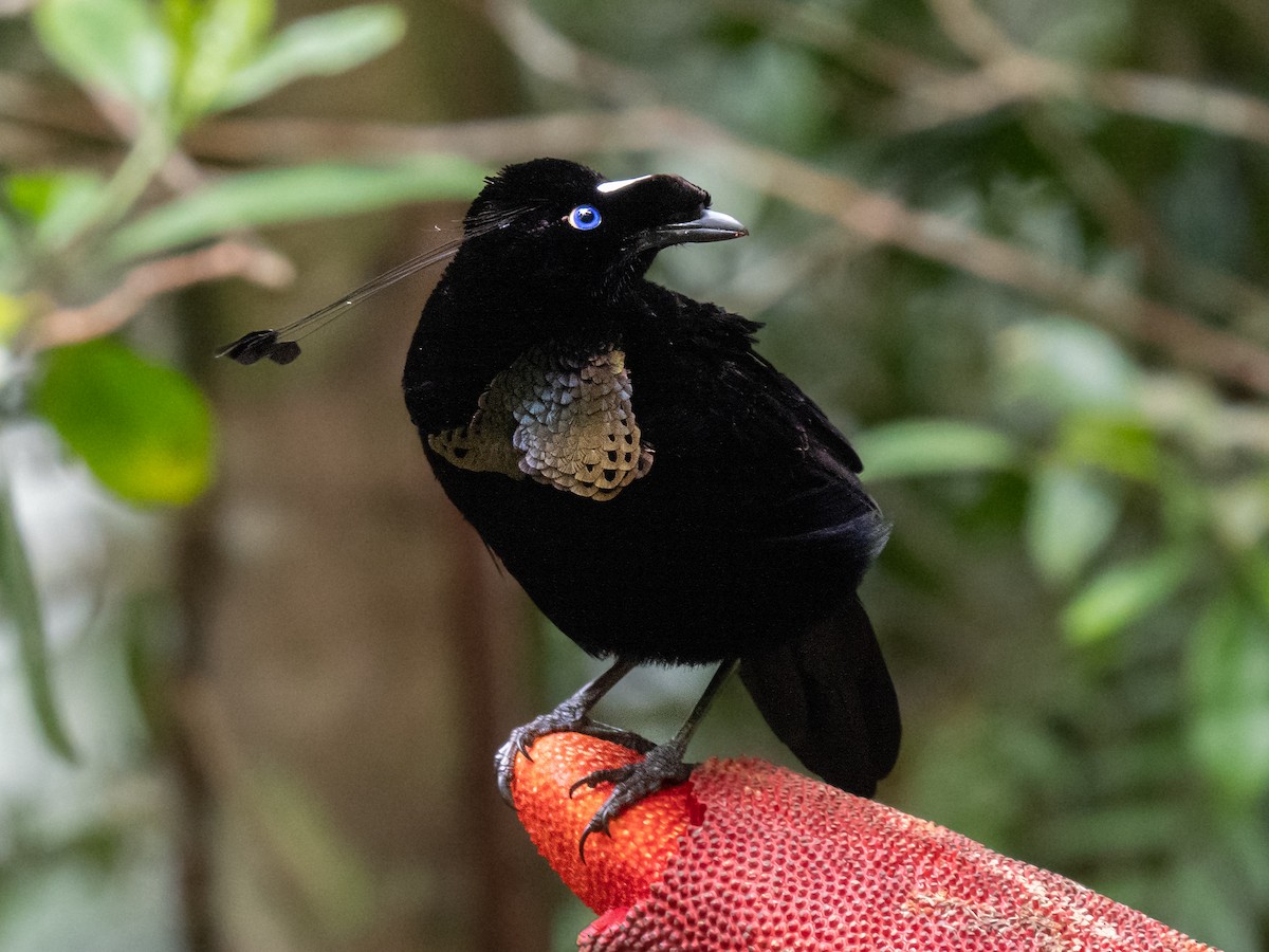 Western Parotia - ML624025501