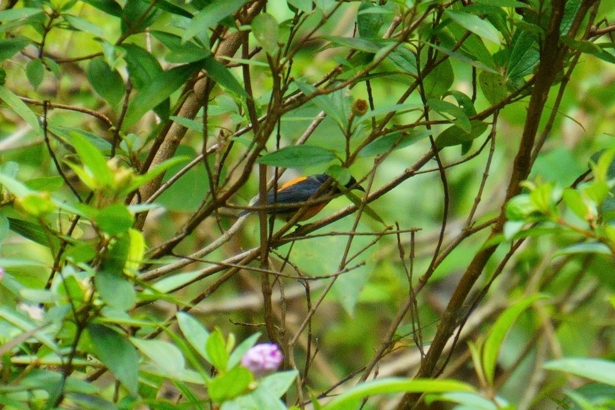 Orange-bellied Flowerpecker - ML624025507