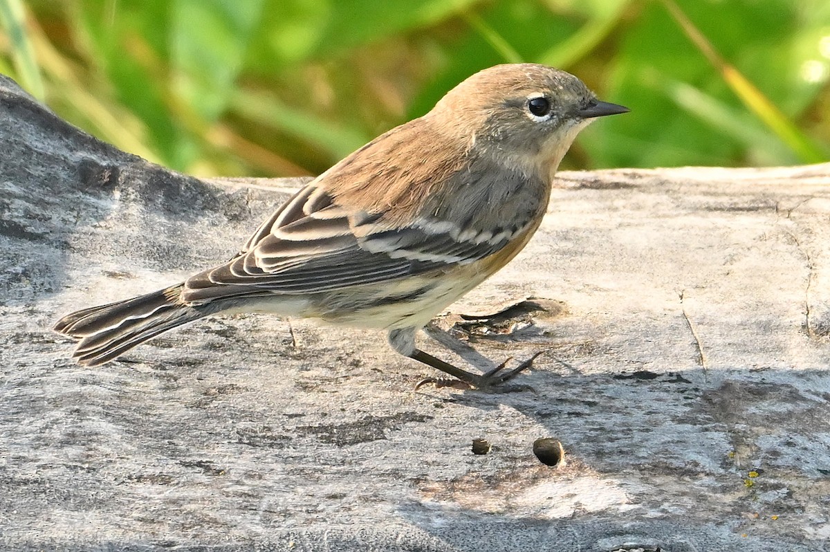 Пісняр-лісовик жовтогузий (підвид coronata) - ML624025508