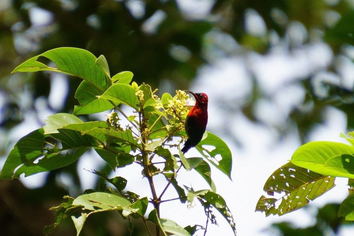 Crimson Sunbird - 吳 致謙