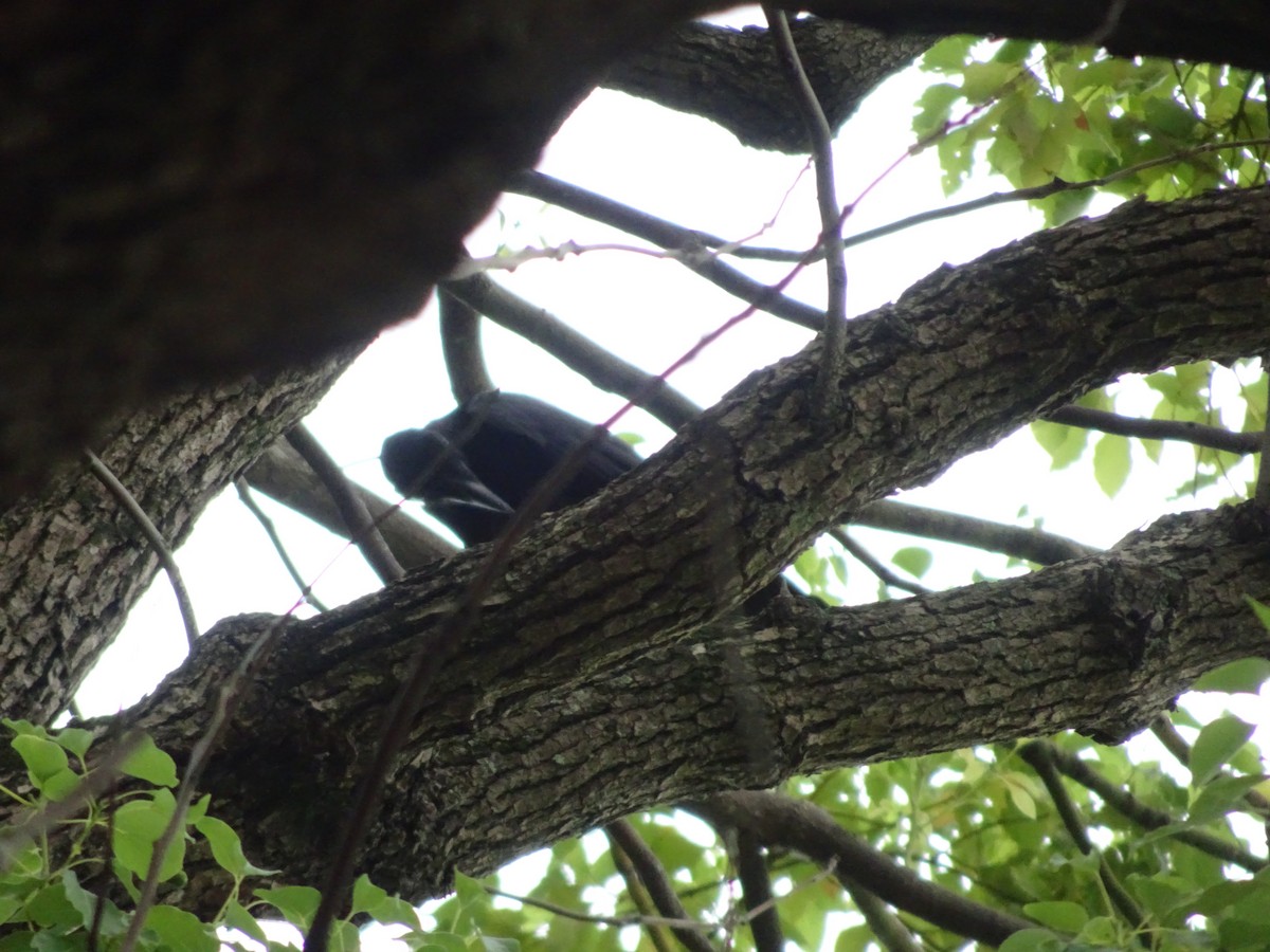 Large-billed Crow - ML624025540