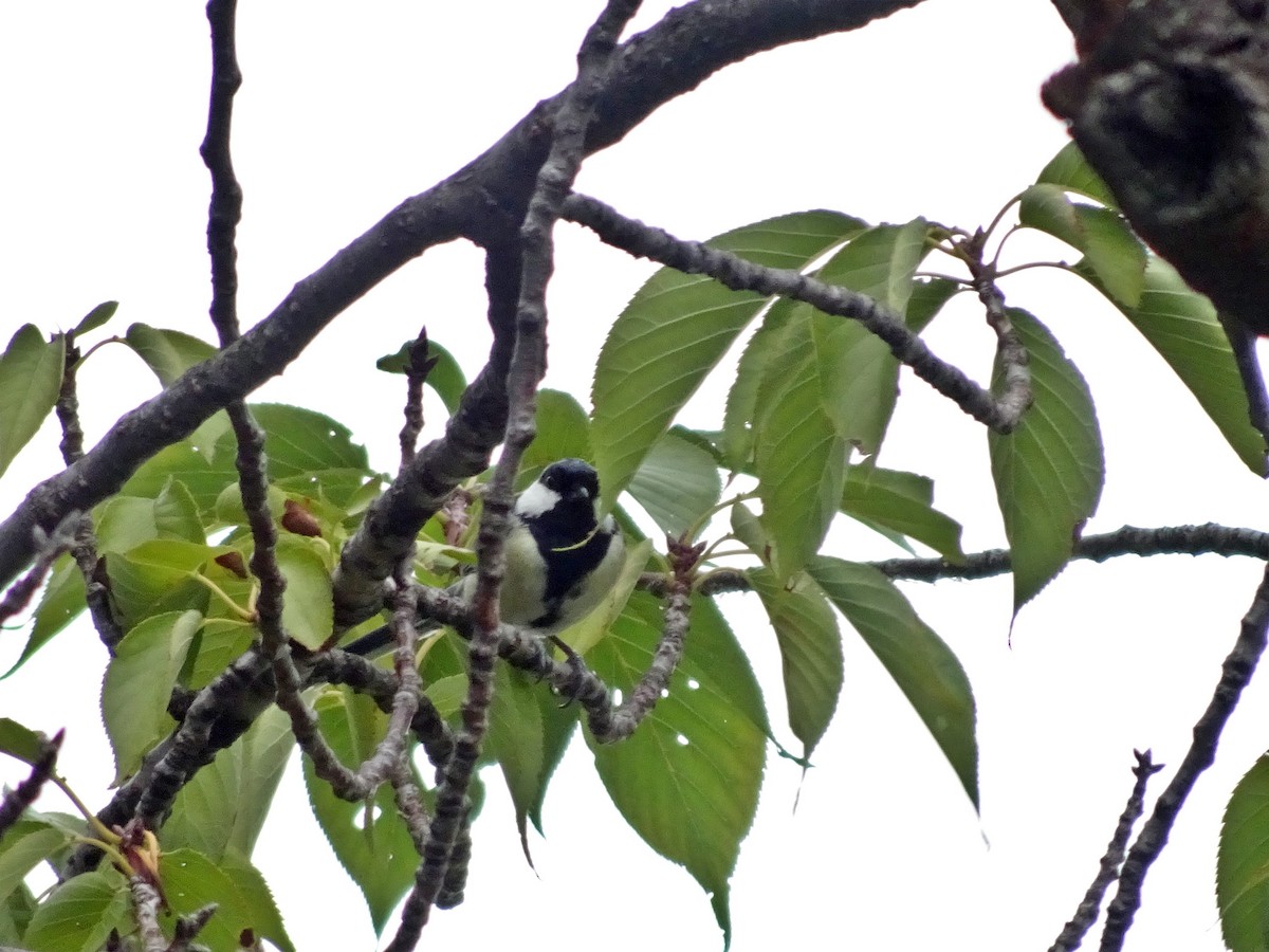 Japanese Tit - ML624025549