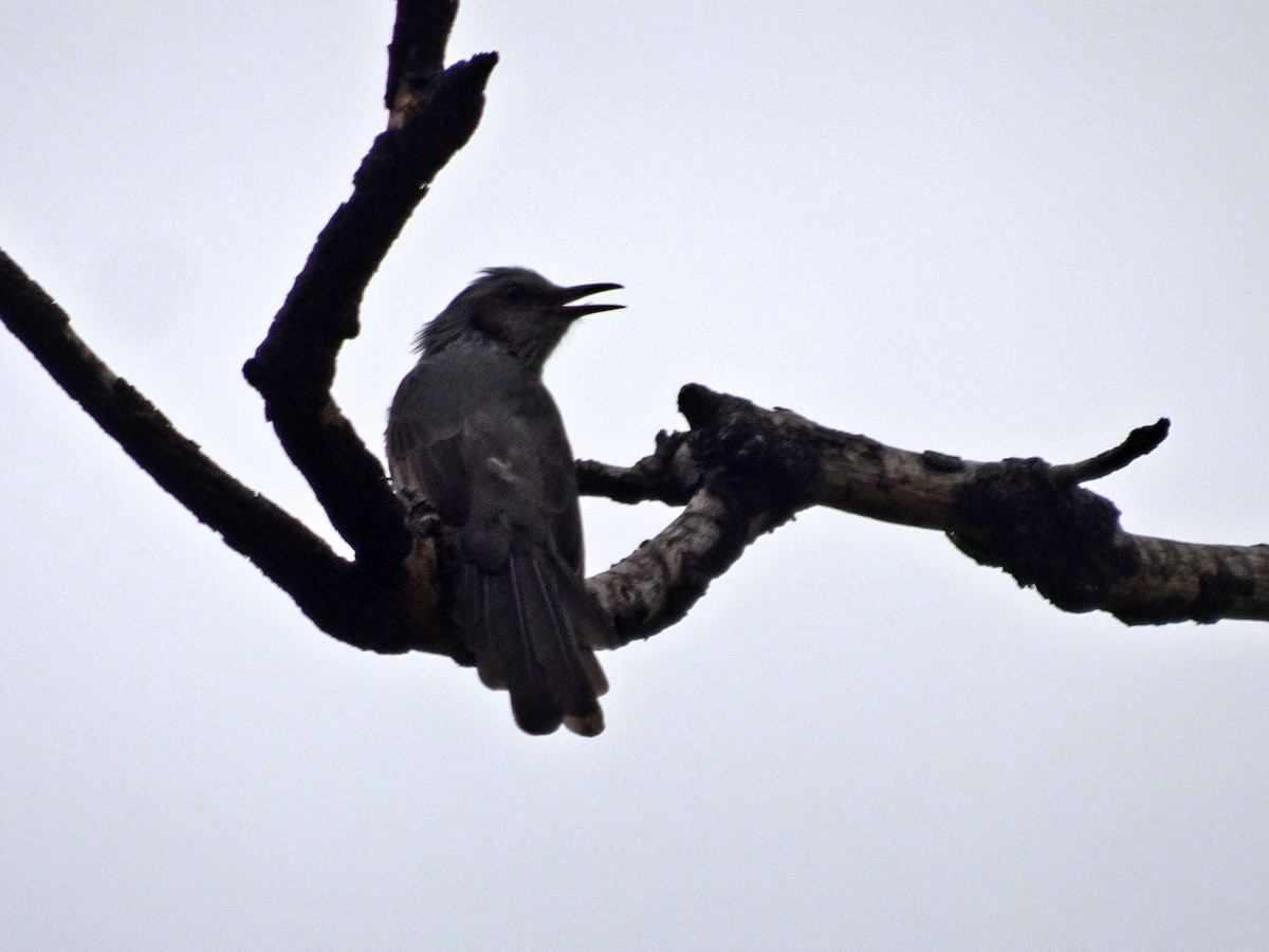 Brown-eared Bulbul - ML624025552