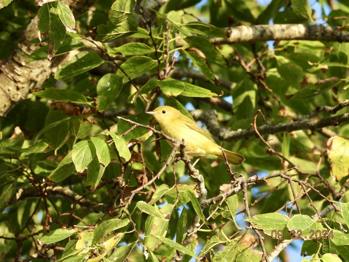 Yellow Warbler - ML624025555