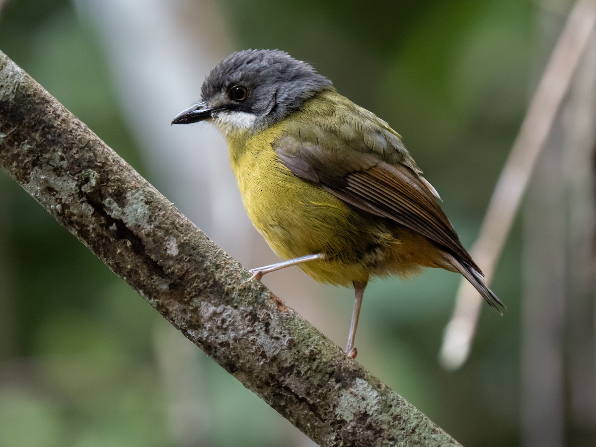 Green-backed Robin - Ivan Leshukov