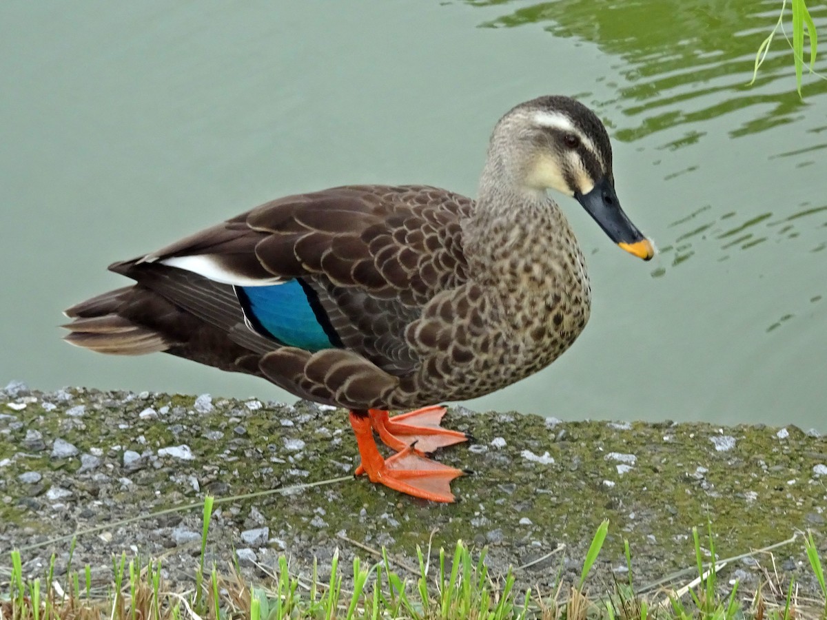 Eastern Spot-billed Duck - ML624025582