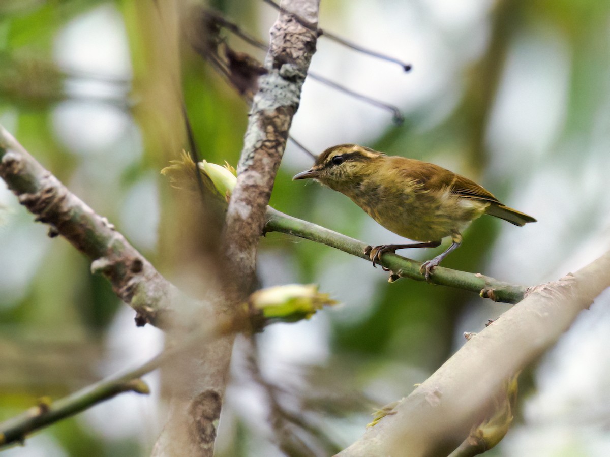 Lompobattang Leaf Warbler - ML624025593