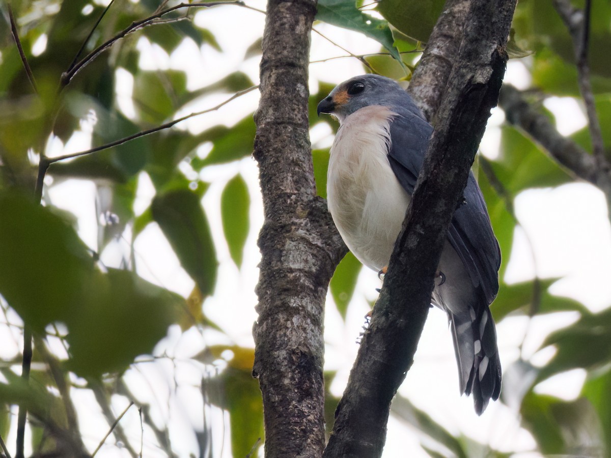 Spot-tailed Goshawk - ML624025611