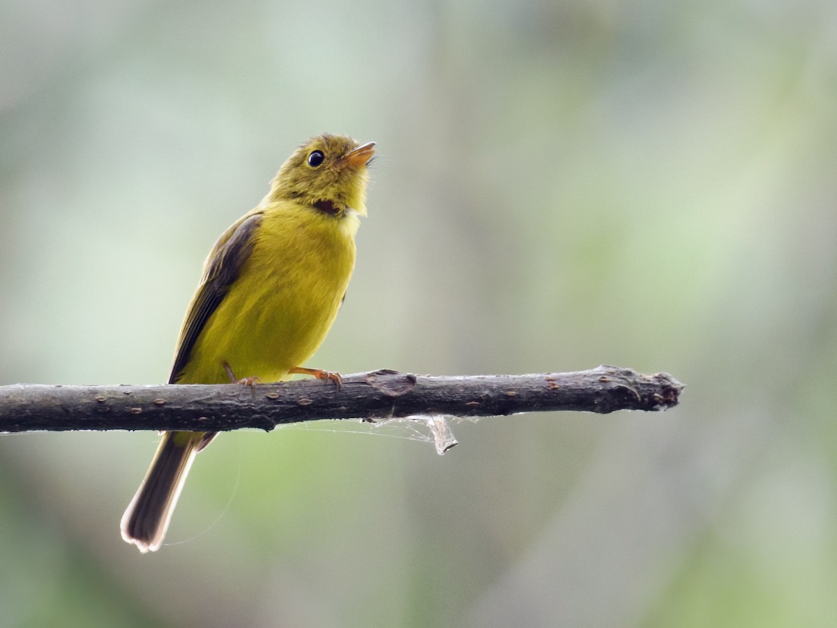 Citrine Canary-Flycatcher - ML624025627