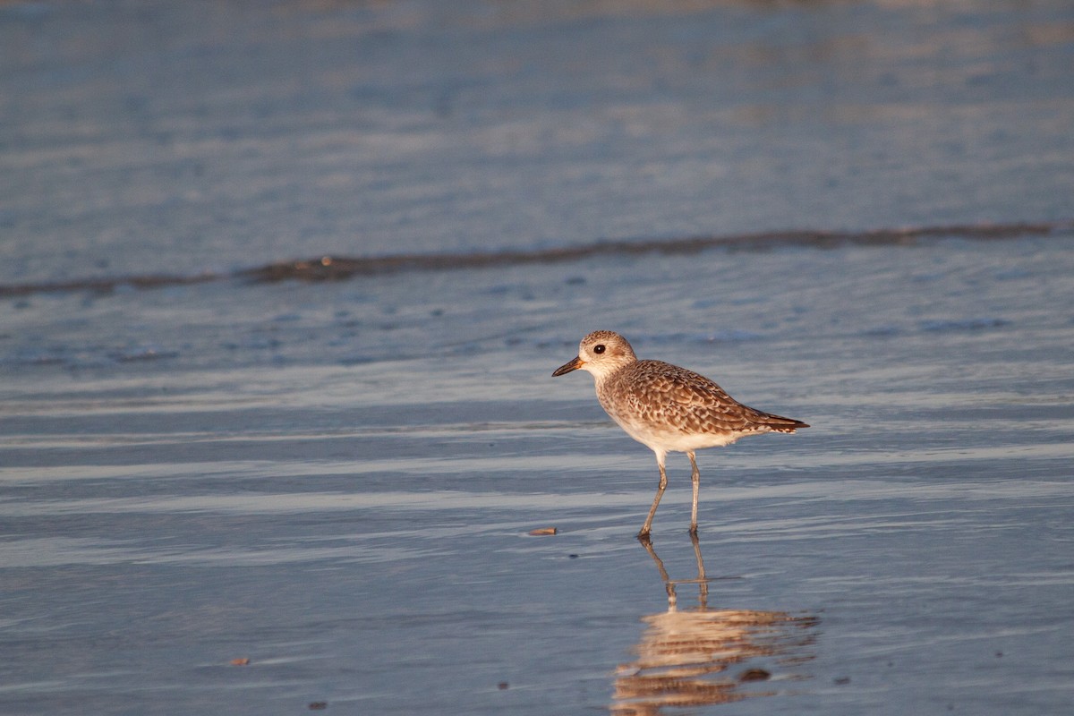 Black-bellied Plover - Noah Bieljeski