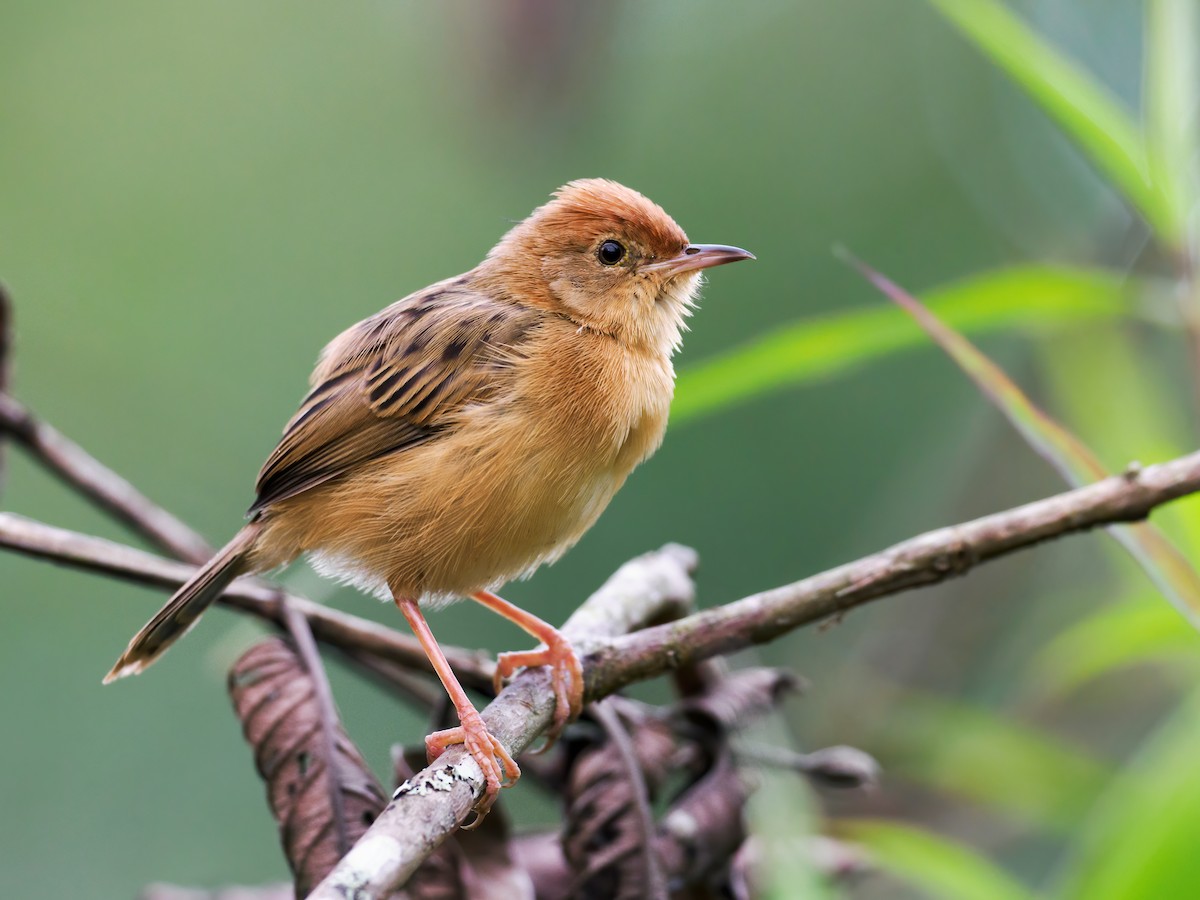 Golden-headed Cisticola - ML624025632