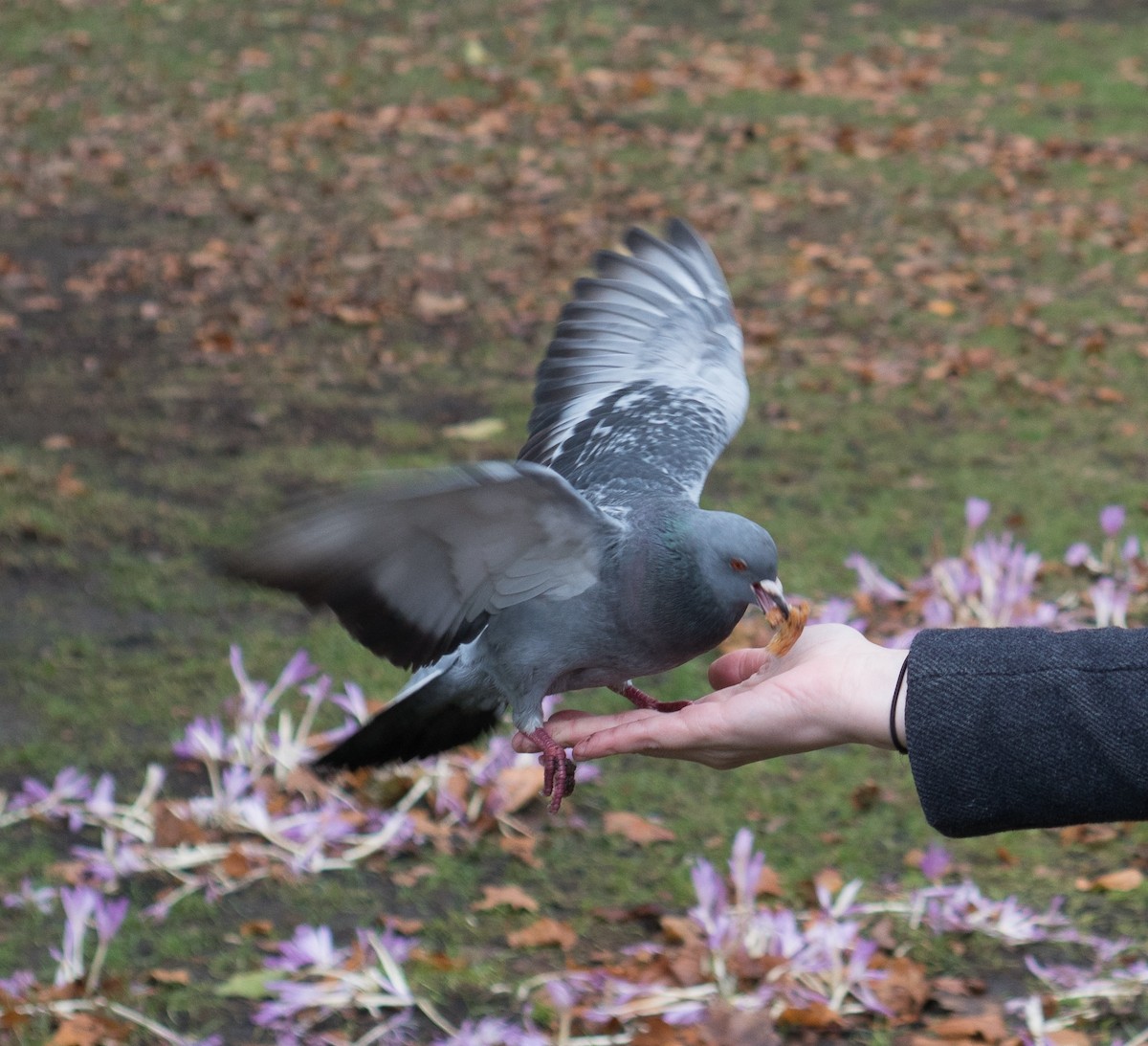 Rock Pigeon (Feral Pigeon) - ML624025634