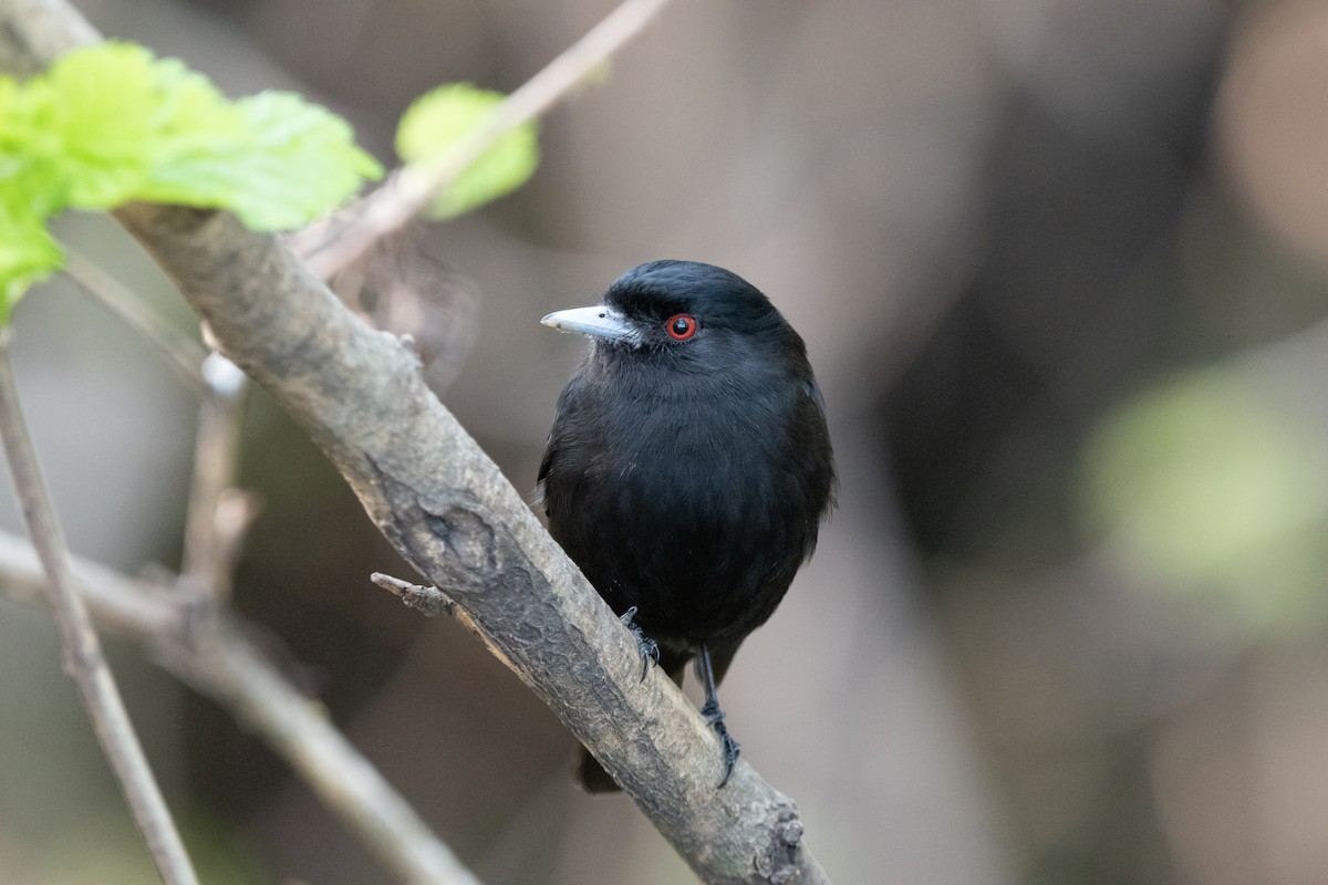 Blue-billed Black-Tyrant - ML624025649