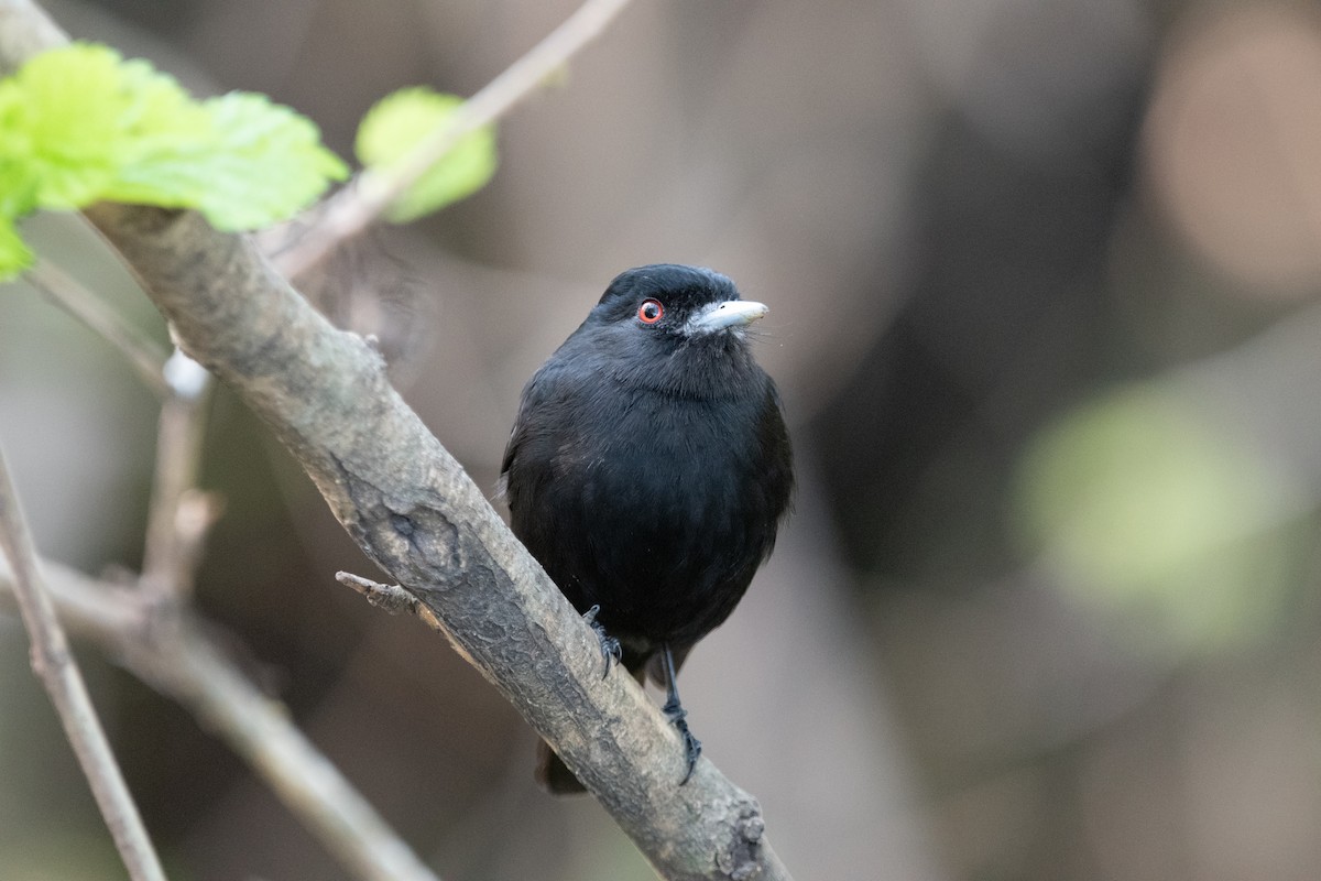 Blue-billed Black-Tyrant - ML624025651