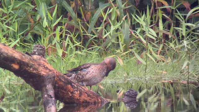 Blue-winged x Green-winged Teal (hybrid) - ML624025691