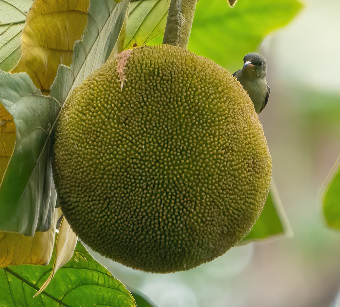 Orange-bellied Flowerpecker - ML624025696