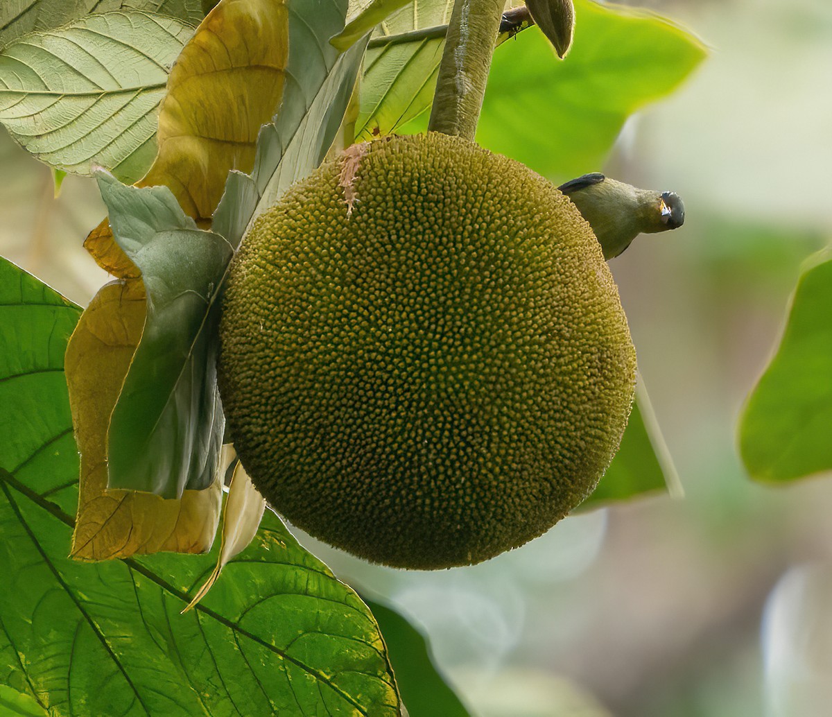 Orange-bellied Flowerpecker - ML624025697