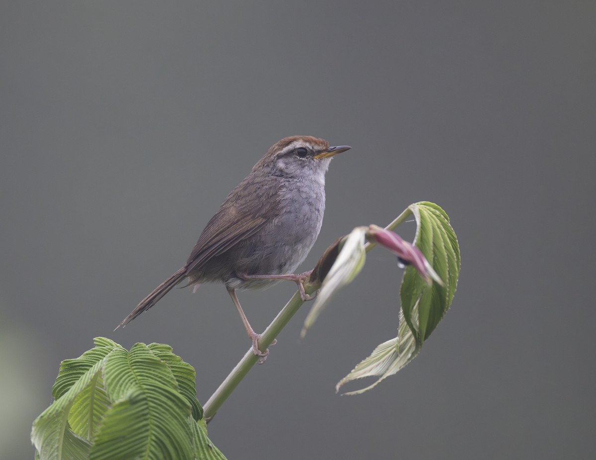 Gray-sided Bush Warbler - ML624025698