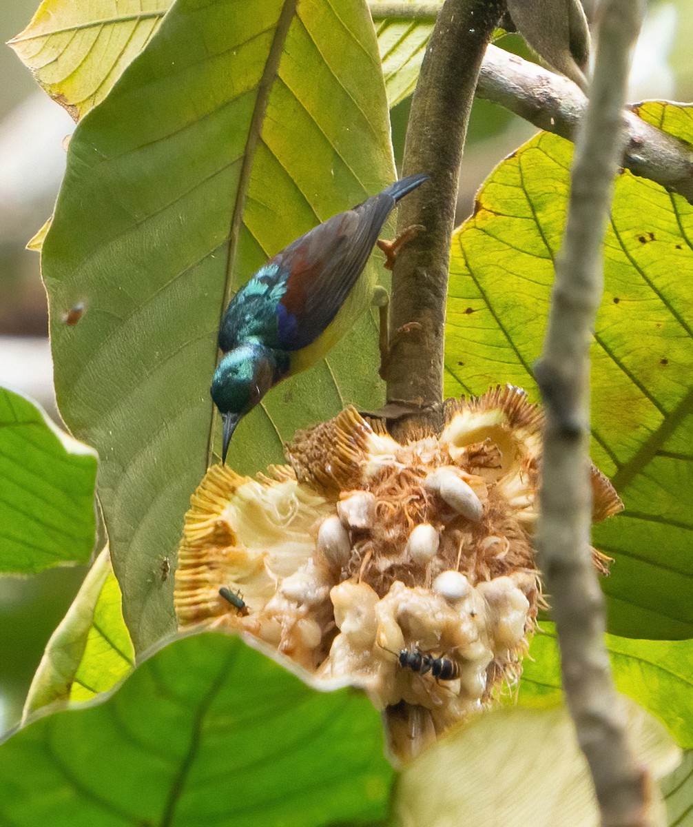 Brown-throated Sunbird - Kevin Pearce