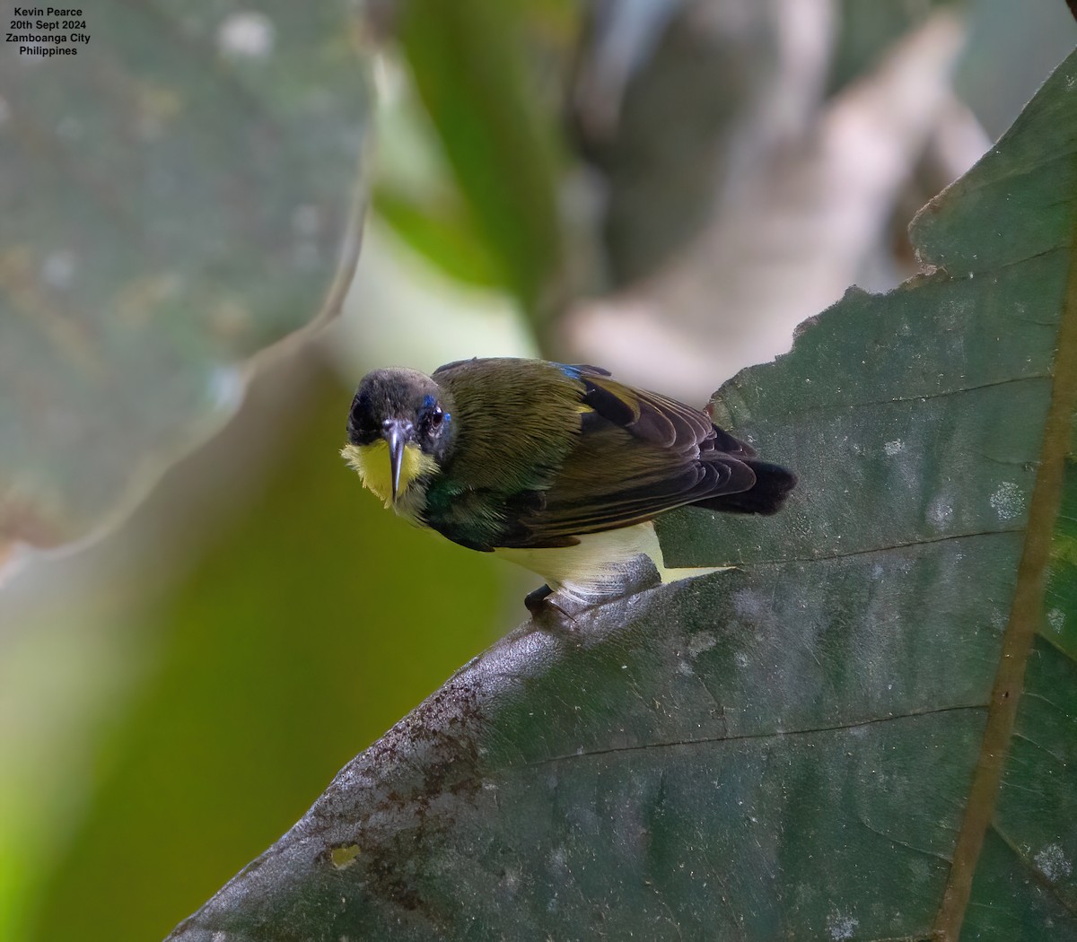 Metallic-winged Sunbird - ML624025719