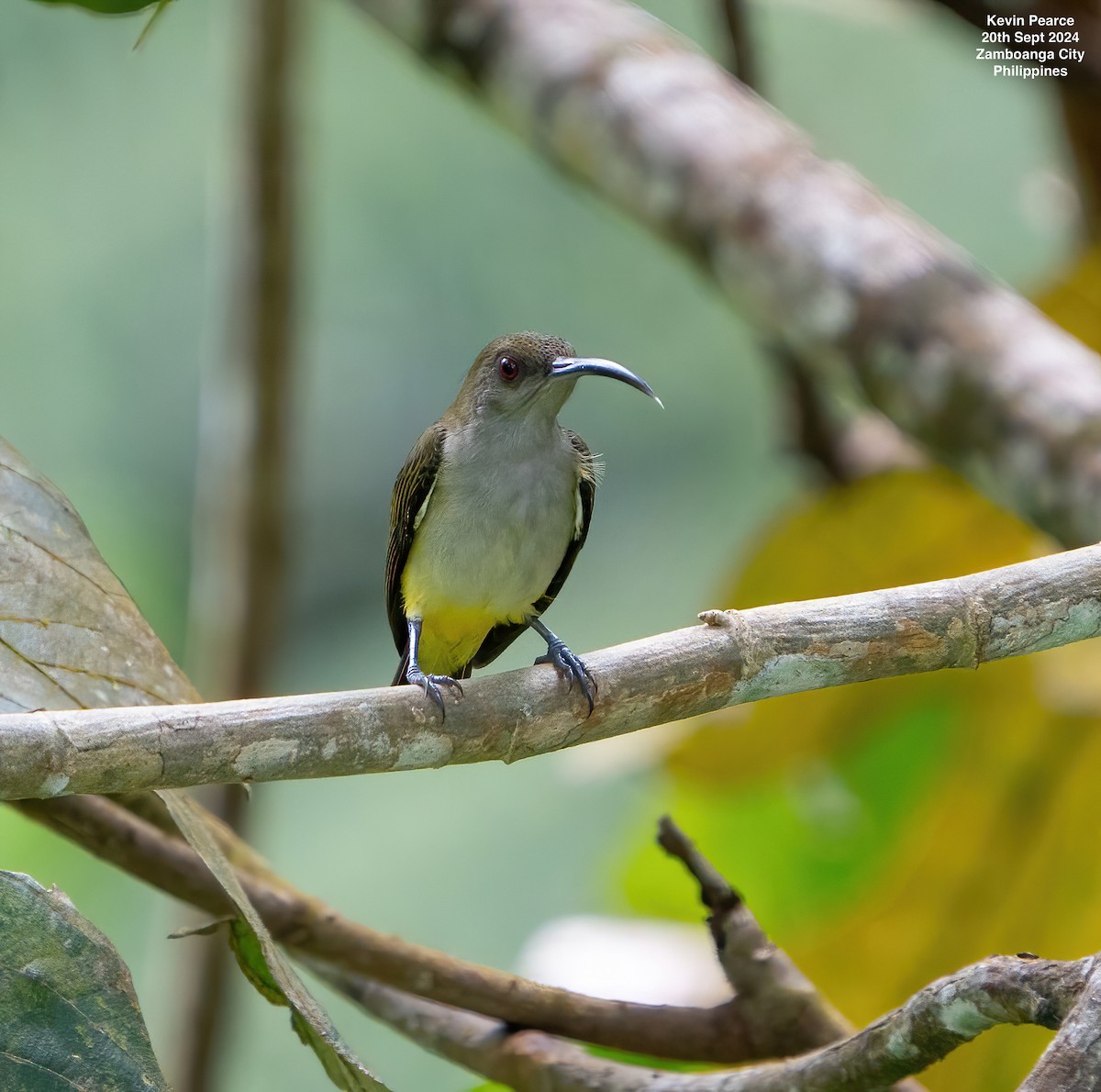 Orange-tufted Spiderhunter - ML624025739