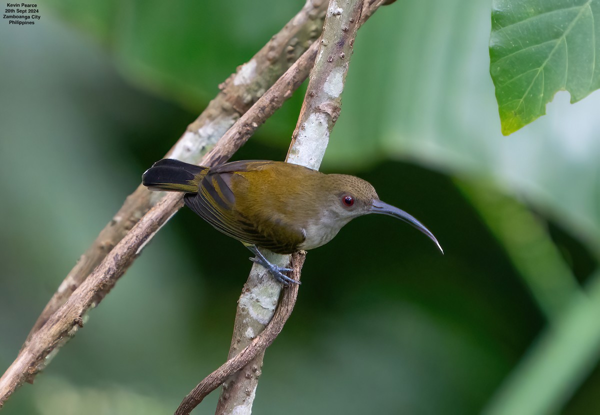 Orange-tufted Spiderhunter - ML624025742