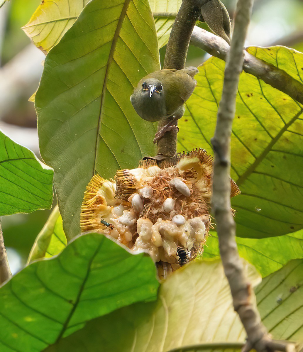 Naked-faced Spiderhunter - ML624025749