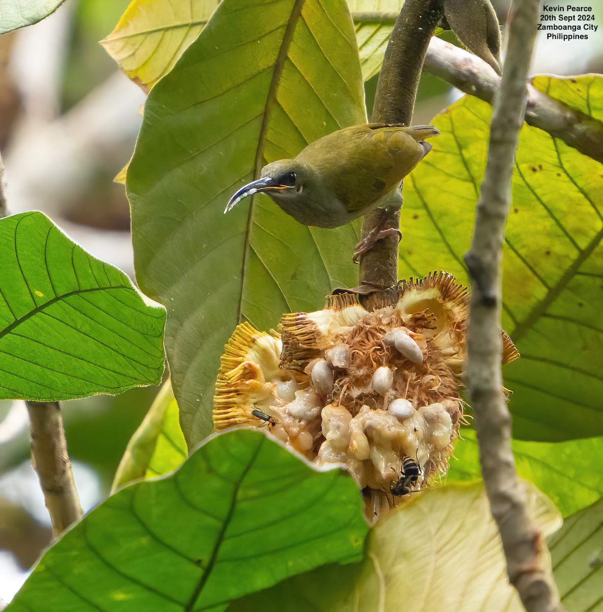 Naked-faced Spiderhunter - Kevin Pearce