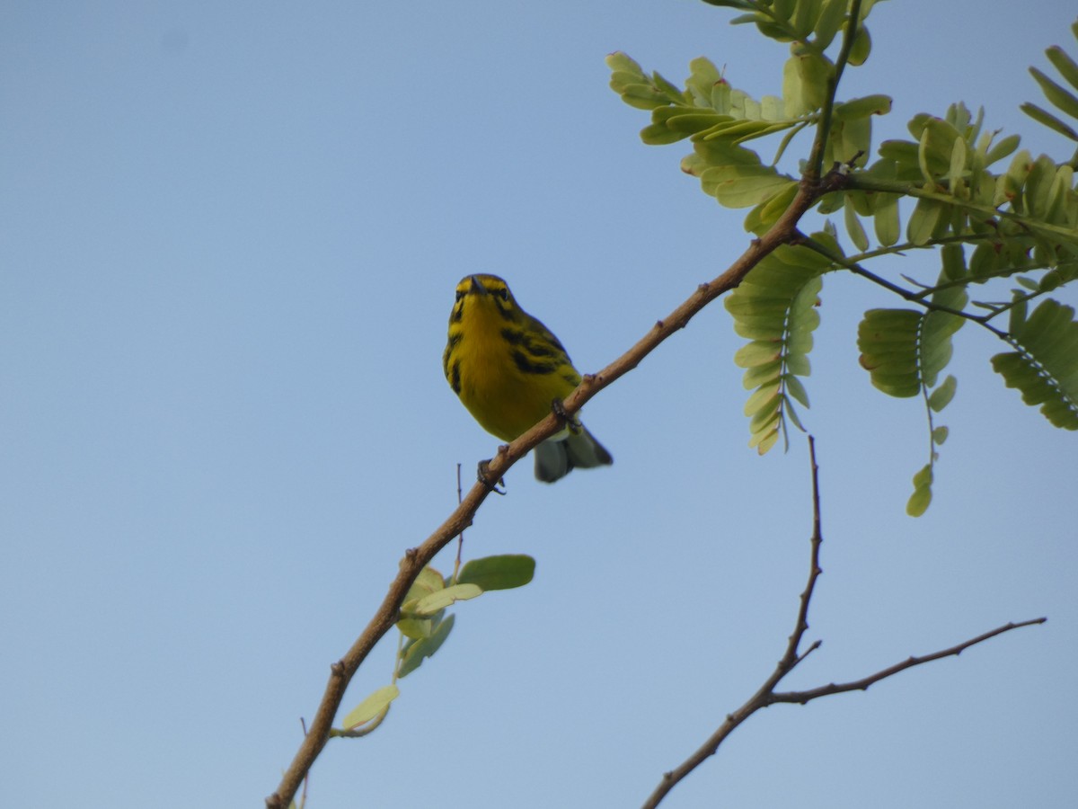 Prairie Warbler - ML624025760