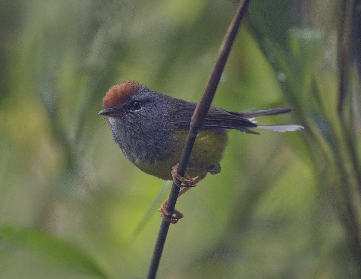 Broad-billed Warbler - Manjunath Desai