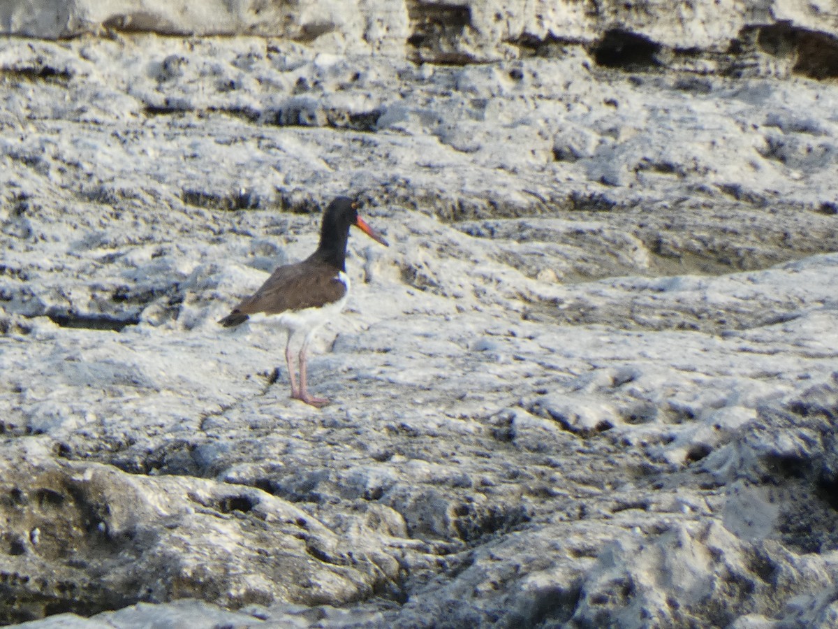 American Oystercatcher - ML624025811