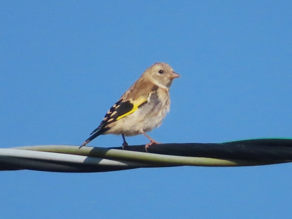 European Goldfinch - ML624025834