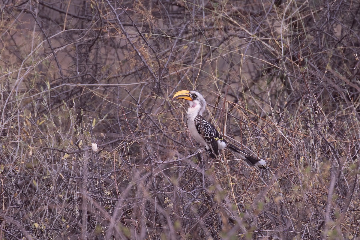 Eastern Yellow-billed Hornbill - ML624025838