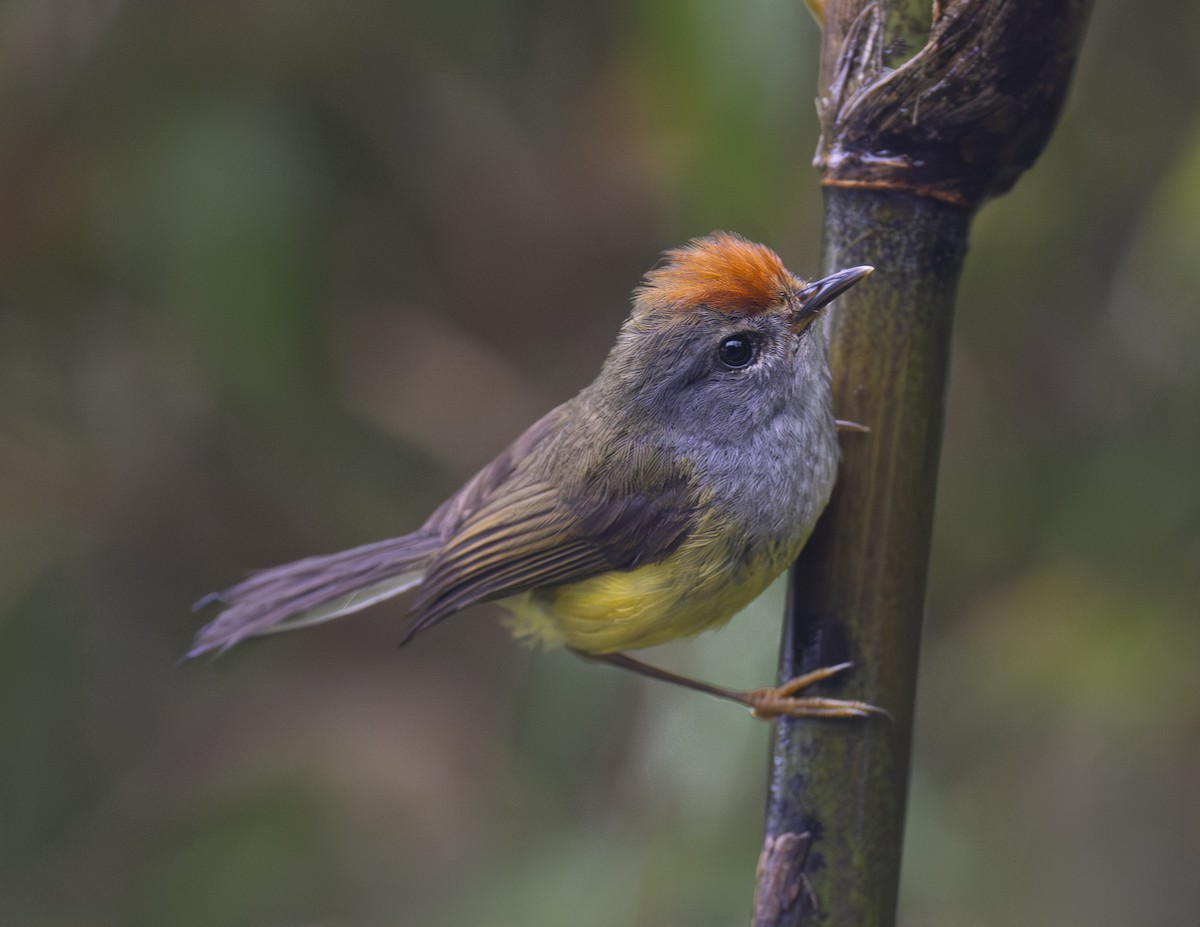 Broad-billed Warbler - ML624025848