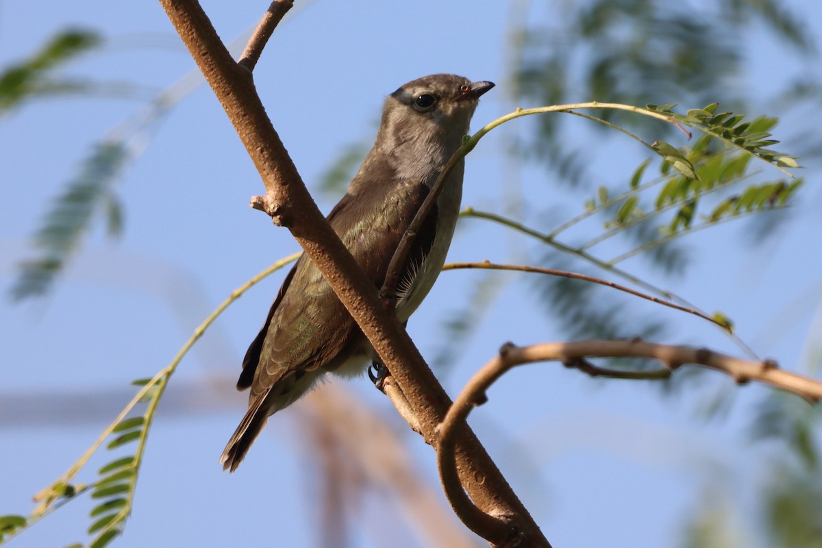 Little Bronze-Cuckoo - ML624025861