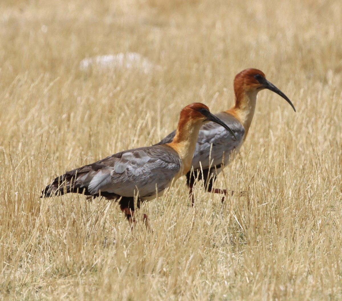 Andean Ibis - Angel Cárdenas