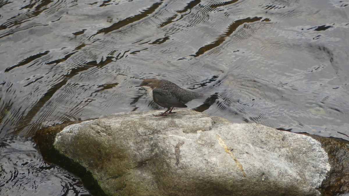 White-throated Dipper - ML624025866